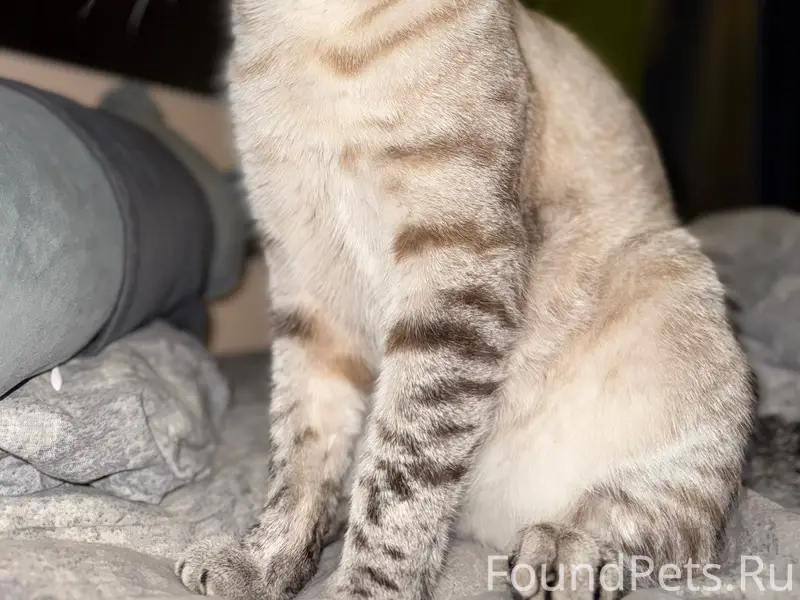 Пропал кот Альбус, Лозовое 1