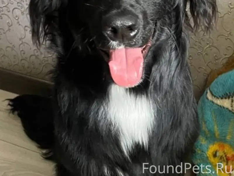 Найден пёс, 3 ж/у, Миллеровская