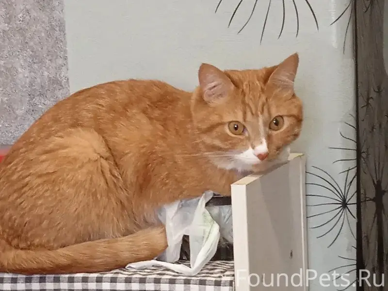 Пропал рыжий кот Кеша, Уралмаш, Екатеринбург