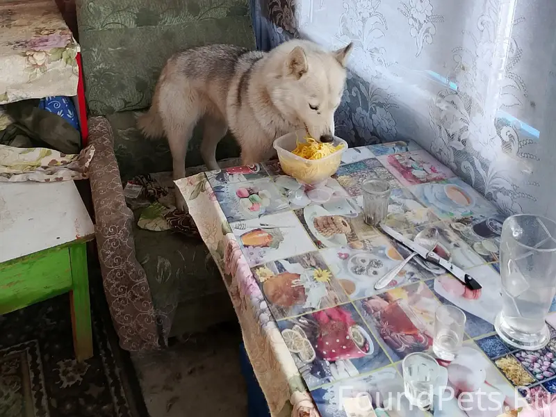 Пропала собака хаски, без местоположения