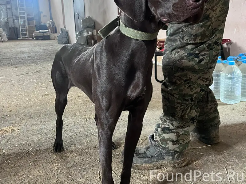 Найдена собака, Яковлевский район, село Стрелецкое