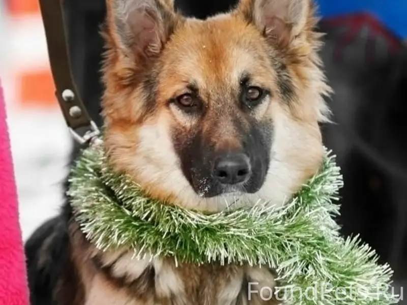 Пропала собака Плюша, ул. Кооперативная