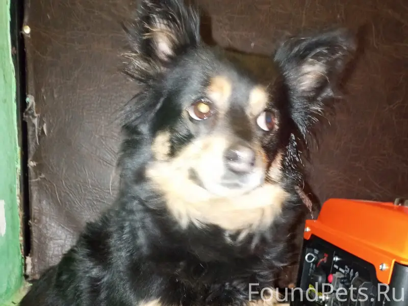 Найденная собака, возле 48 школы
