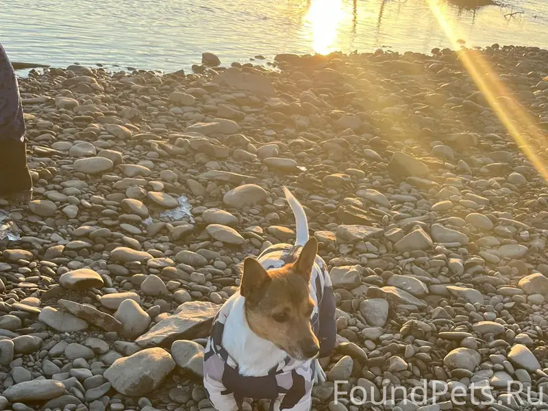 Пропал пёс Гес, деревня Летник