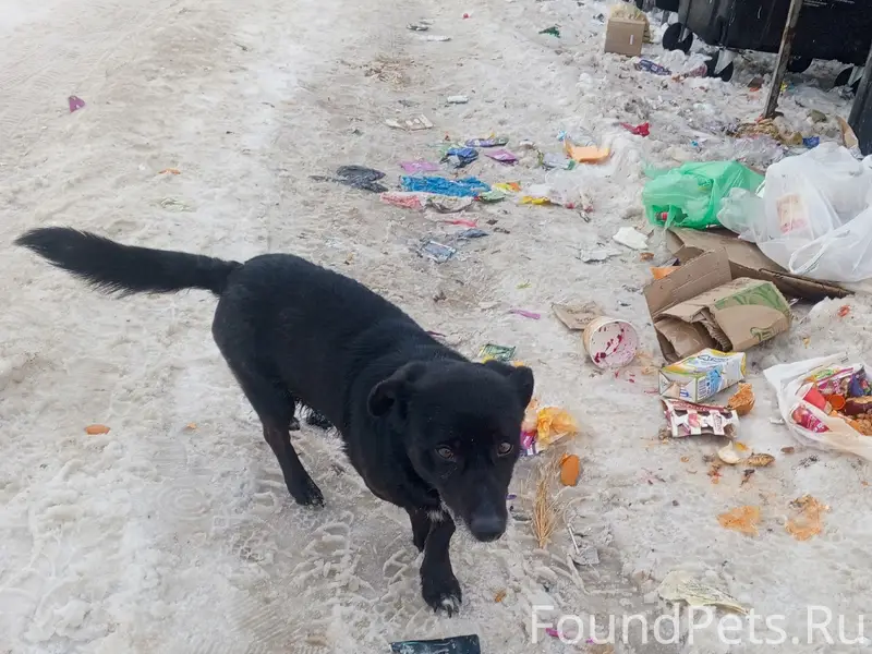 Найденна я собака, Нижнее Хорошово