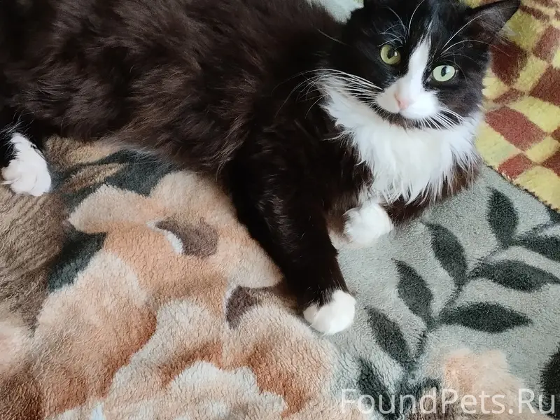 Пропал кот, район Гвардейцев 10 А