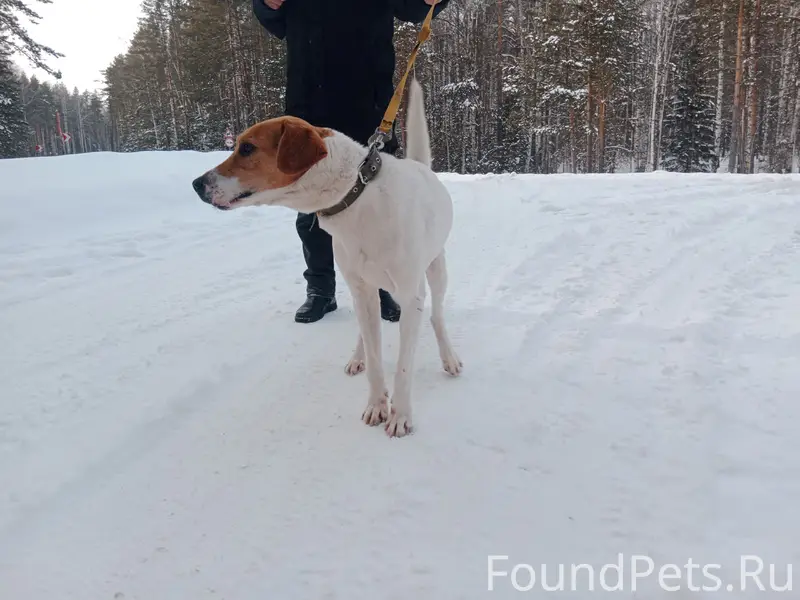 Найден охотничий пёс, Верхний Уфалей