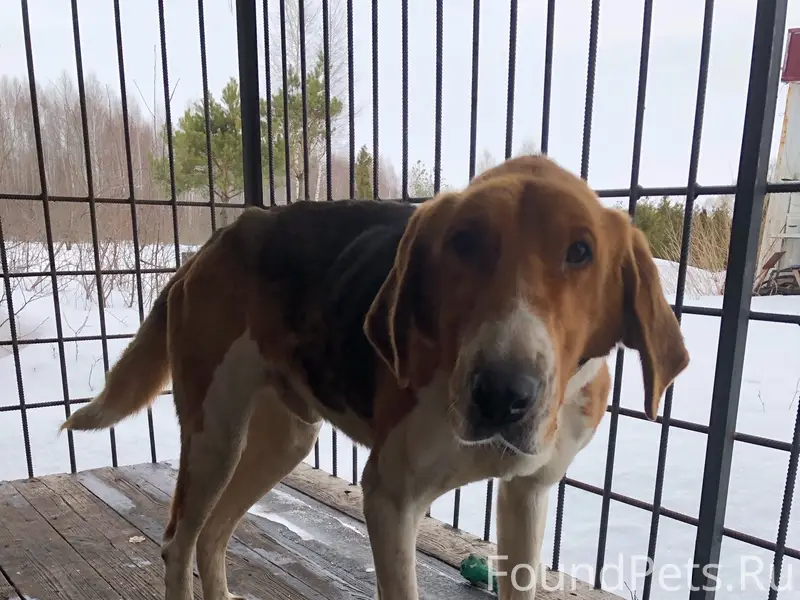 Найден кобель русская пегая гончая, большая Приваловка