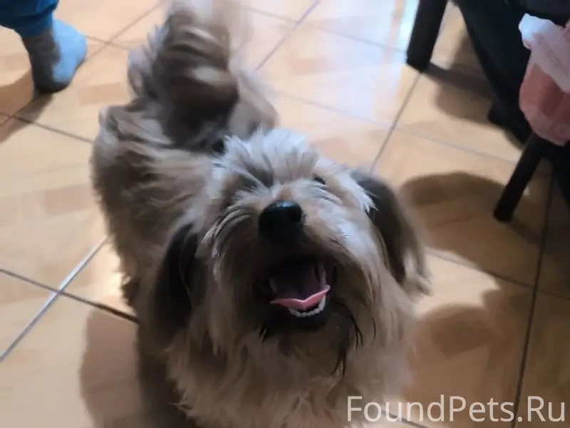 Найден кобелём, бывше домашний, ул. 24Северная
