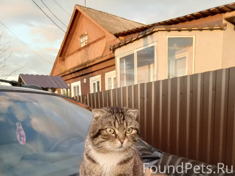 Пропал кот Вася, Ульяновское шоссе