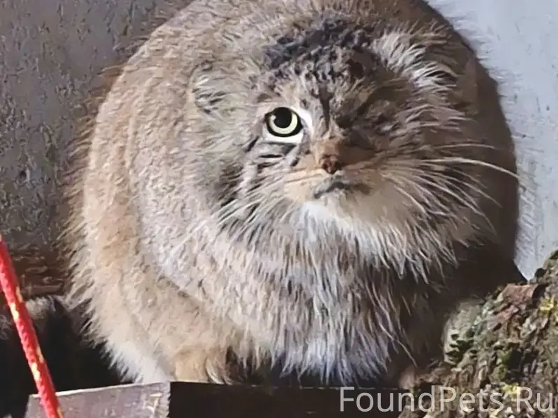 Найдена кошка манул Боженка, Познань