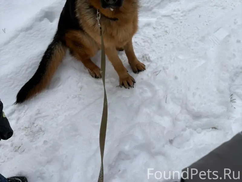 Пропал Немецкая овчарка Майк, п. Придорожный