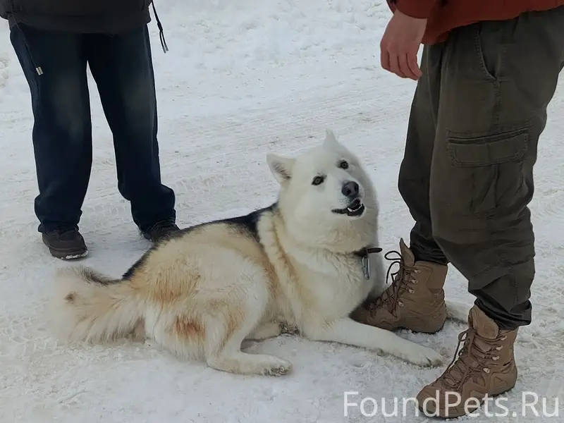 Найден пёс, похож на хаски, трасса