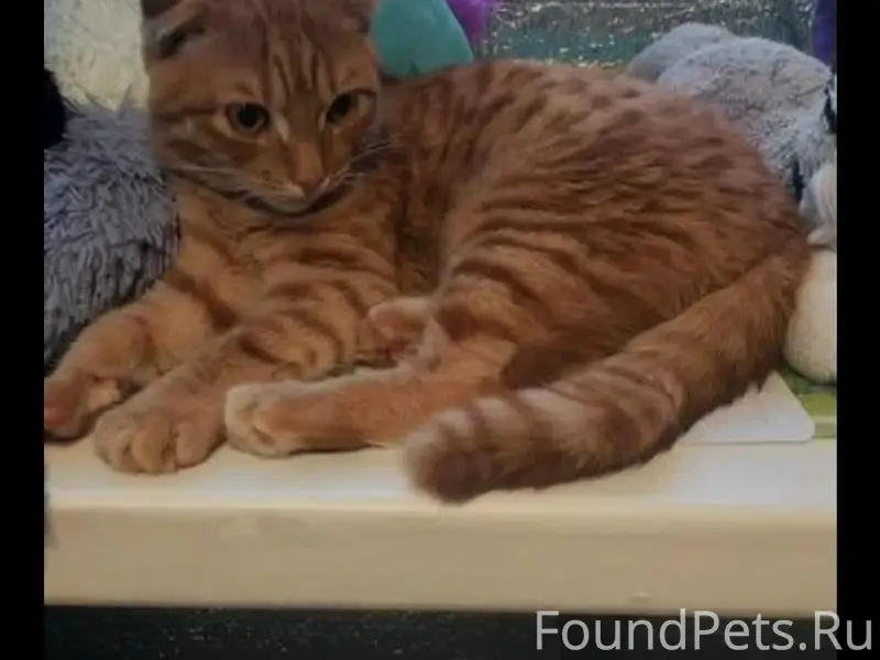 Пропал рыжий шотландец, пропал кот