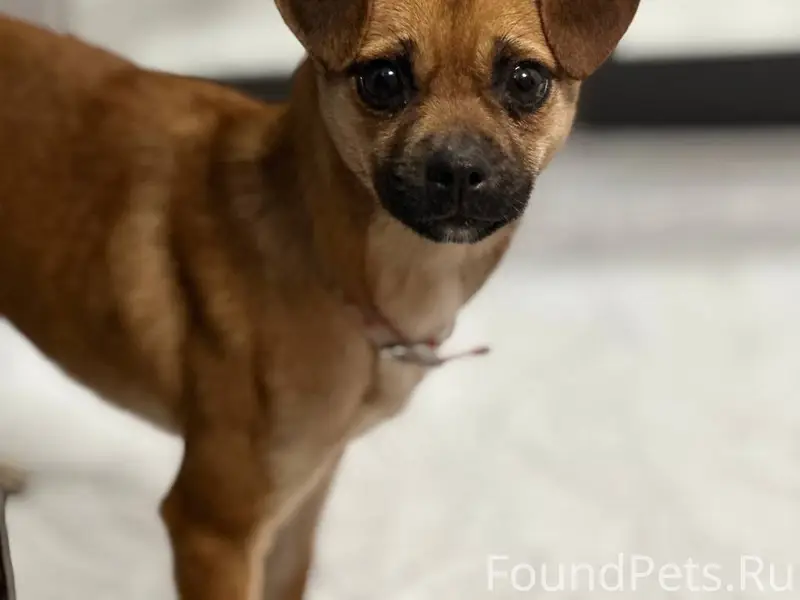 Найдена кошка, Симферополь