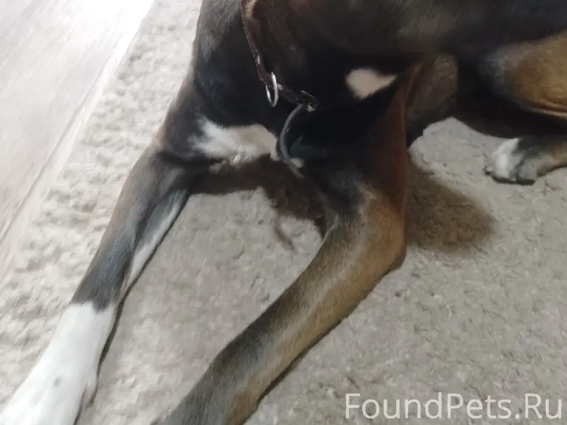 Найден стаф или метис, Красноярск, ул. Писарева