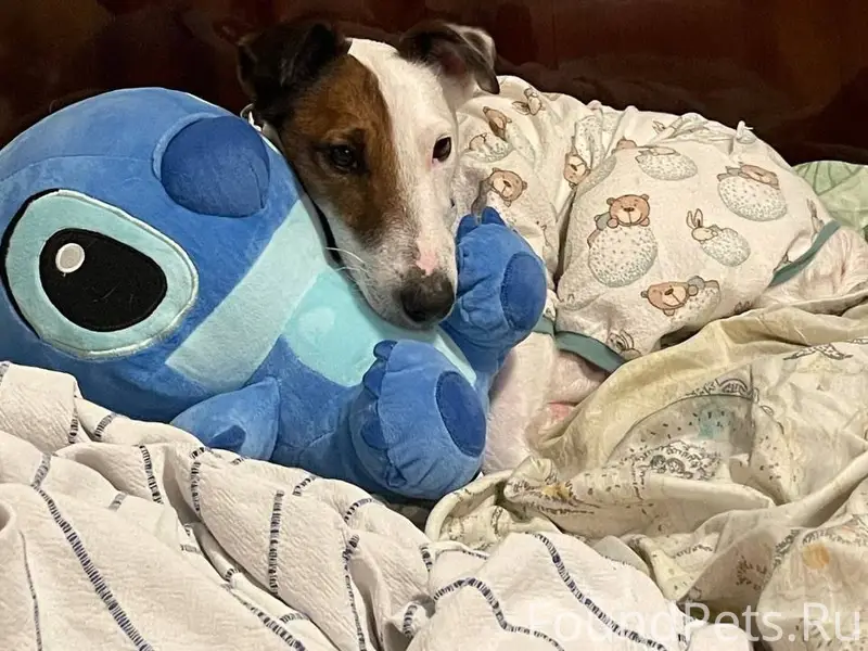 Пропал фокстерьер, белый, Калинина/Толбухина