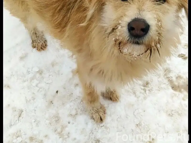 Пропала собака, Кушнаренково
