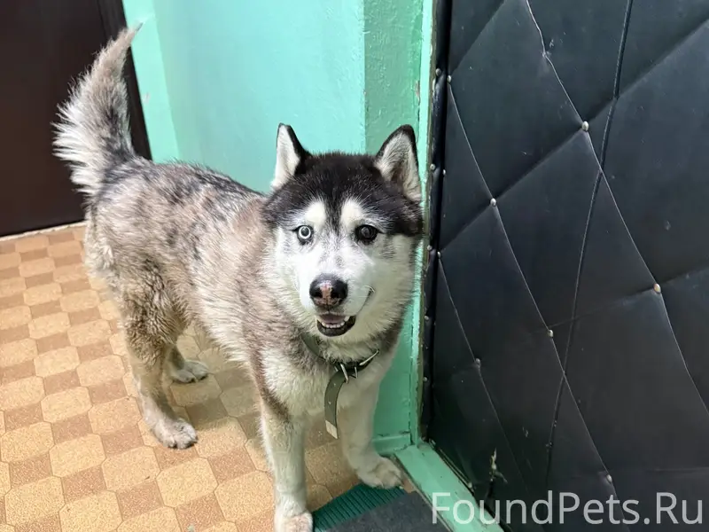 Пропала собака, Парковый проезд