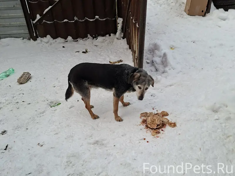 Пропала собака, Мурманск