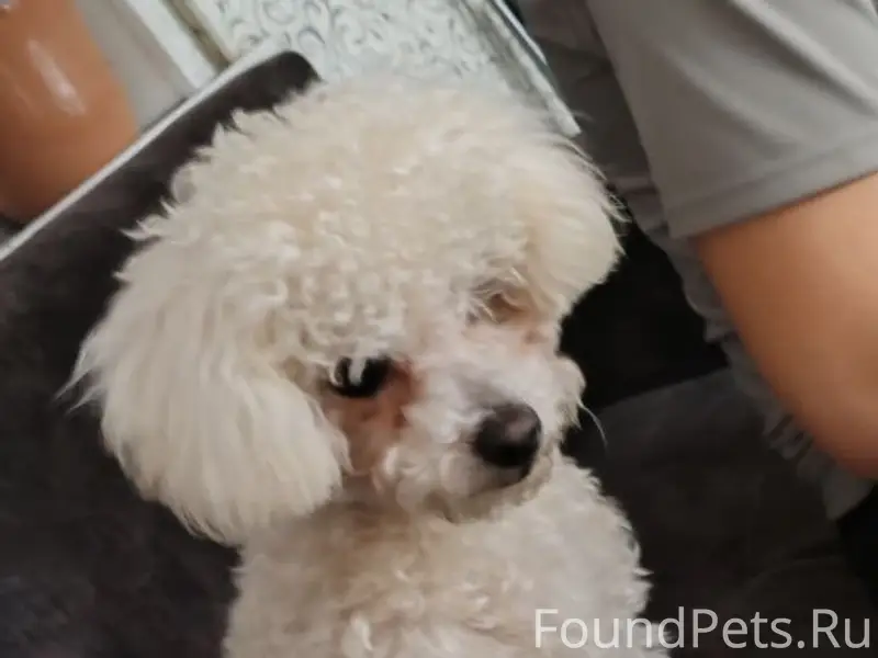 Найден тип собака, Улан-Удэ