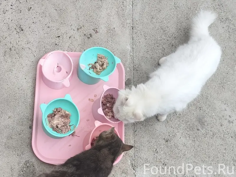 Пропал белый кот Геннадий, хутор Садовый