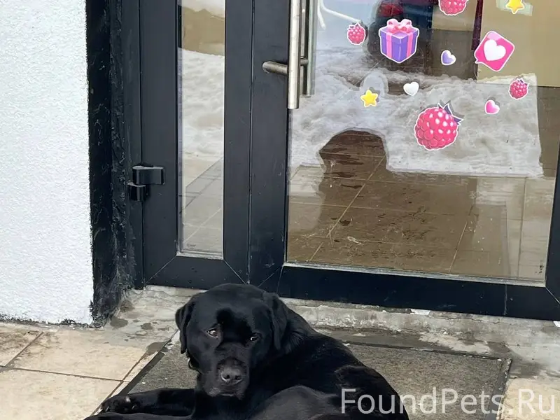 Найден лабрадор, Солнечная 36Б