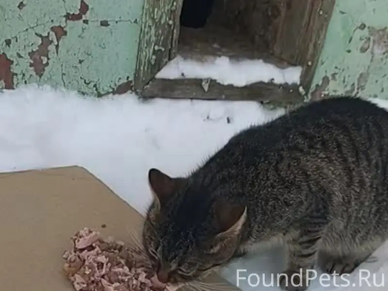Пропали кошки и котята, Череповец