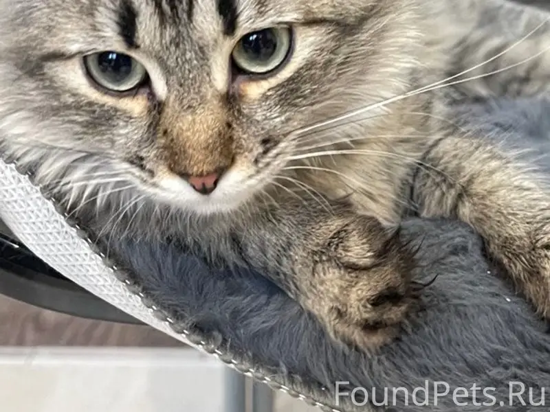 Пропала кошка, улица Совхозная