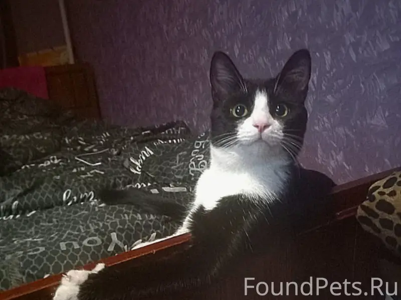 Пропал кот Фунтик, Олимпийская 16