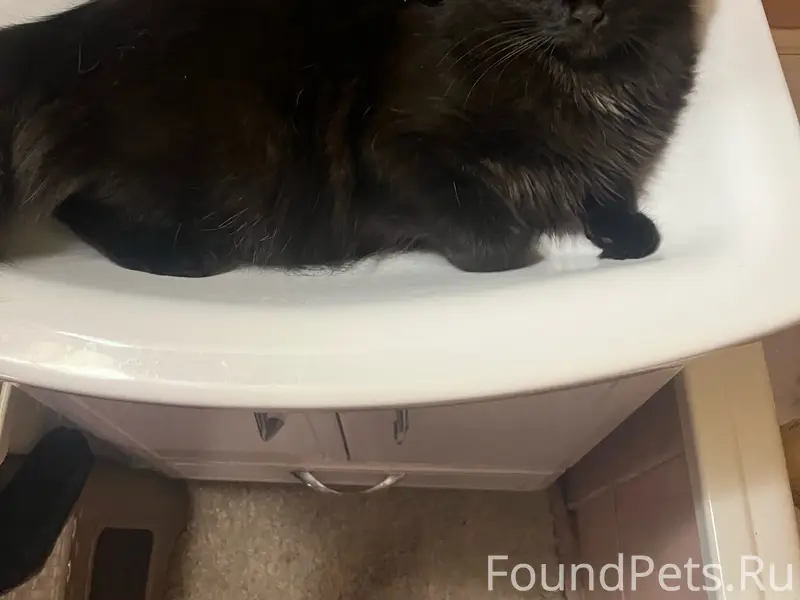 Пропала кошка Буся, м-н Жуковского