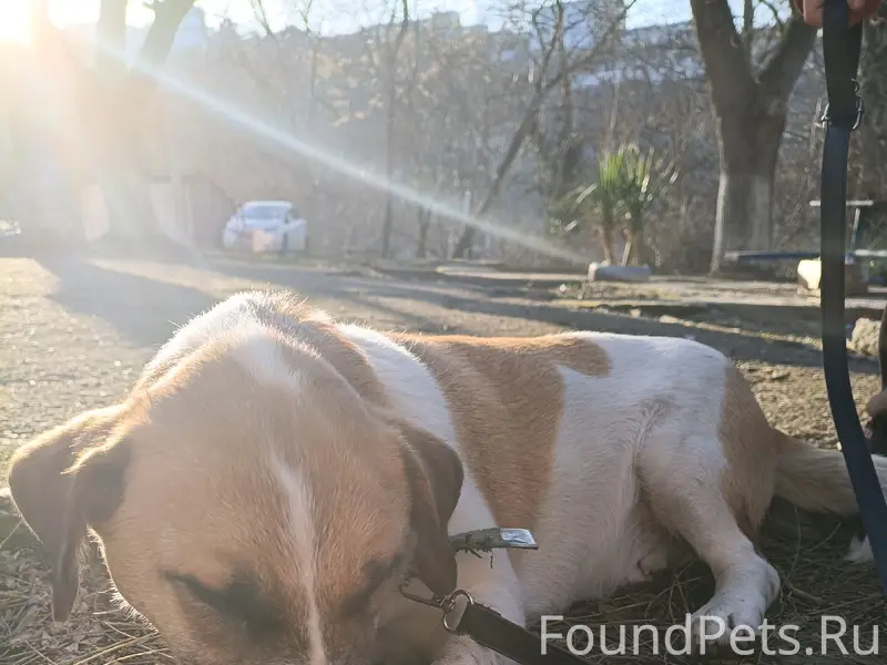 Найден тип собака, место не указано