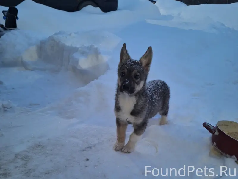 Пропал щенок, Кунгур