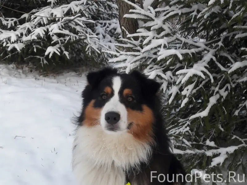 Пропал мальчик Австралийская овчарка, СНТ Псковитянка