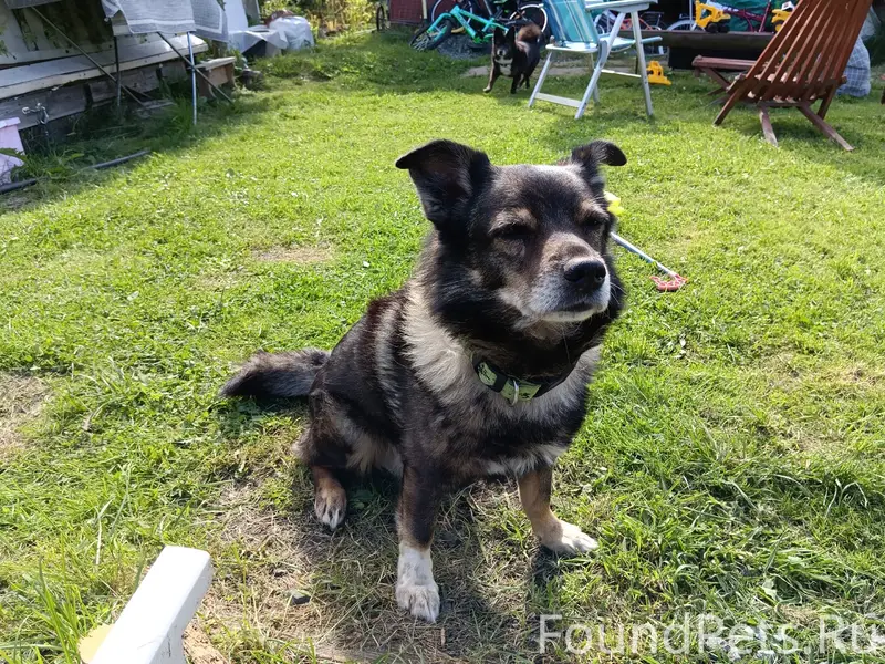 Пропал Чарли, собака в зелёном ошейнике, Кукковка