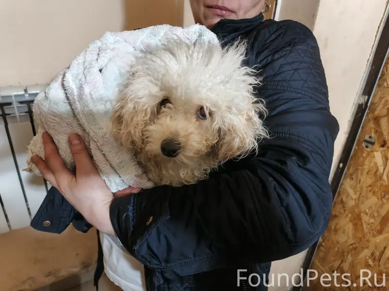 Найден тип собака, Г. Тула, ул. 1ая-Песчаная