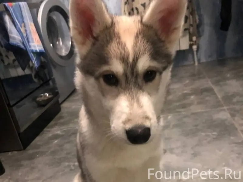 Найден щенок, Краснодарский край