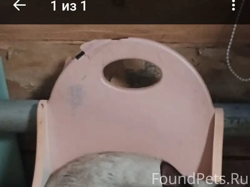 Пропал кот Ричи, Кимры