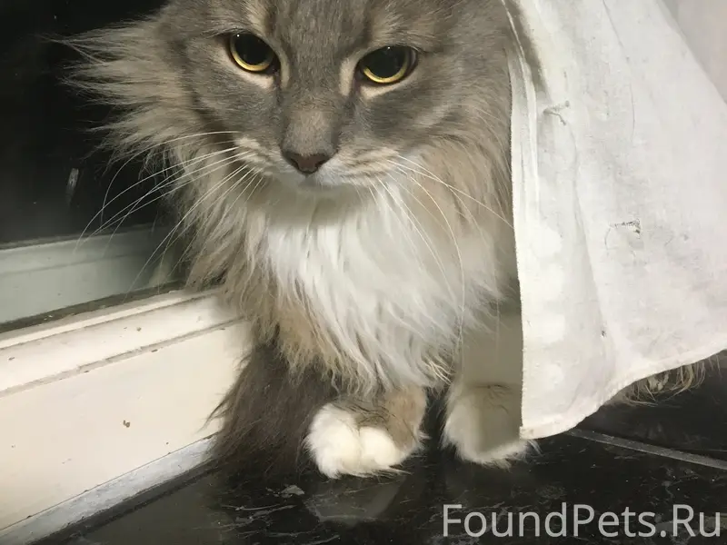 Пропал кот Мусик, Севастополь, район ул. 5-го Декабря