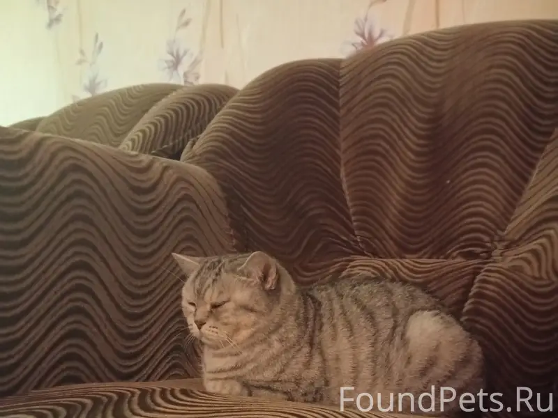 Найдена кошка, [место не указано]