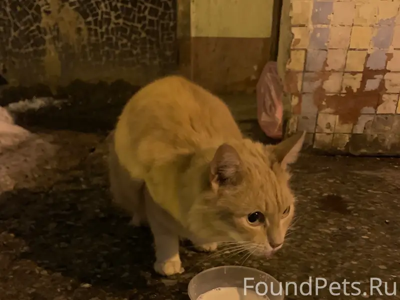 Найдена рыжая кошка, Орехово-Зуево