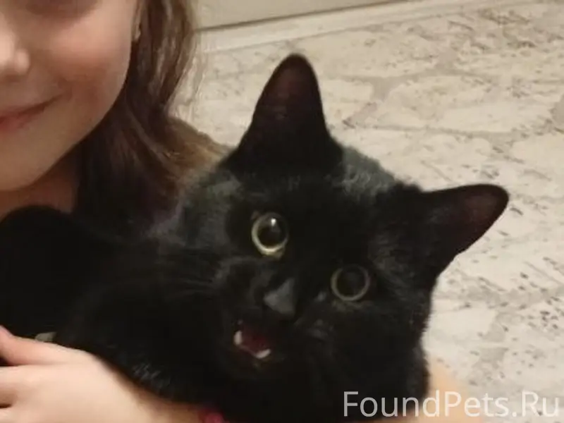 Пропал кот Уголёк, ул. Рогачева