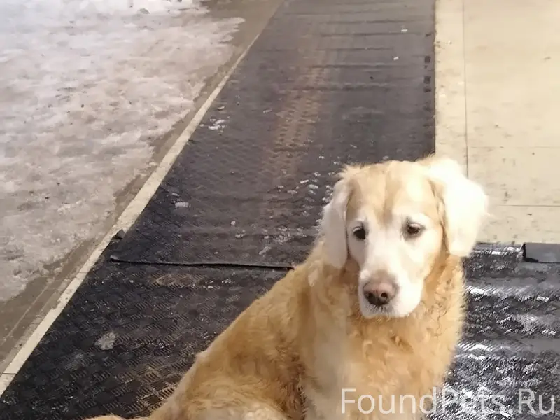 Найден Лабрадор, Коломна