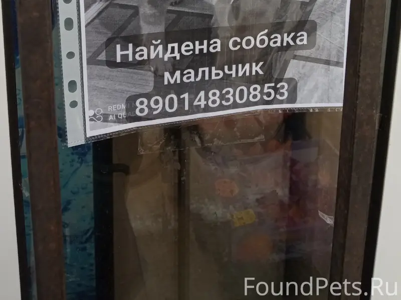 Найден чихуахуа, Кольцо 5-го троллейбуса