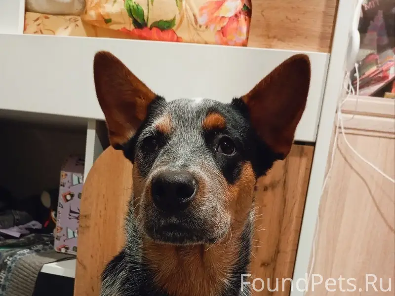 Пропал австралийский хилер Вальдес, Калининский район