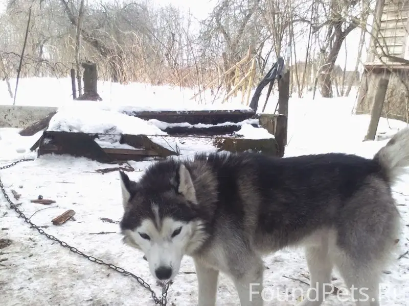 Найден хаски, г. Буда-Кошелево