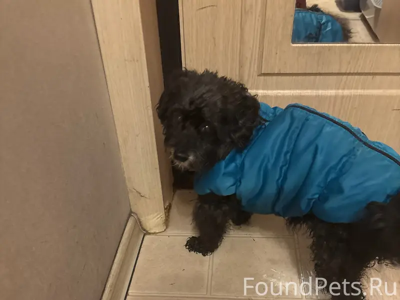 Найден кобель, Верещагинский сквер