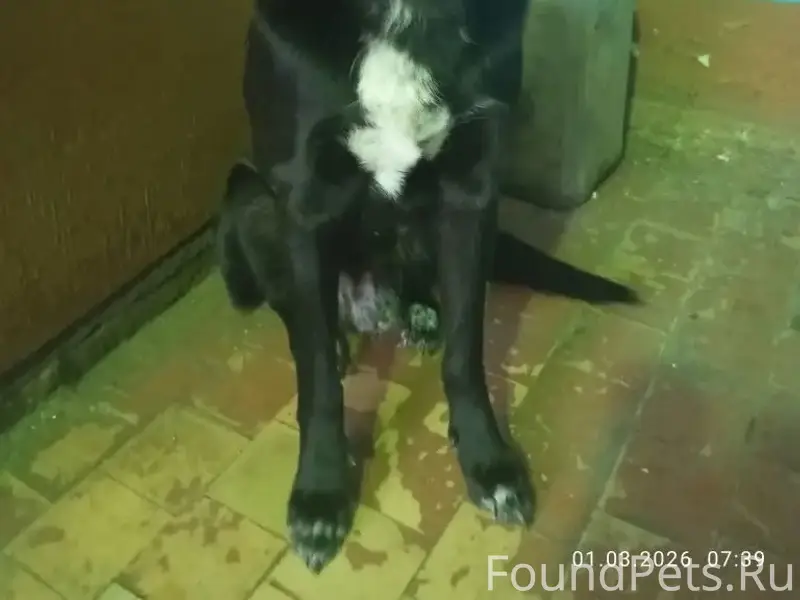 Найденна собака, Сызранская улица