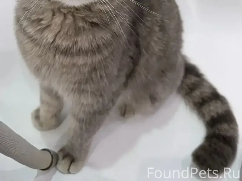 Найден котик, г. Щекино