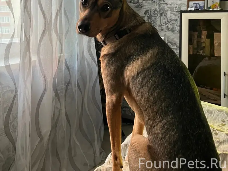 Пропала собака Джуля, Инорс